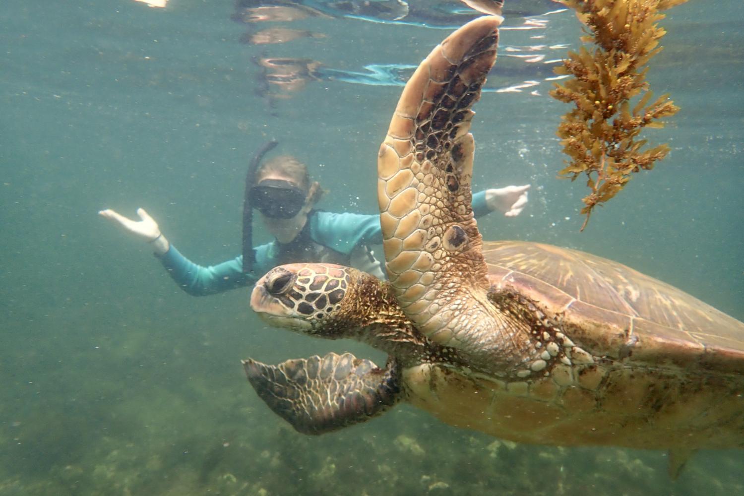 一名<a href='http://etpj.ngskmc-eis.net'>全球十大赌钱排行app</a>学生在Galápagos群岛游学途中与一只巨龟游泳.